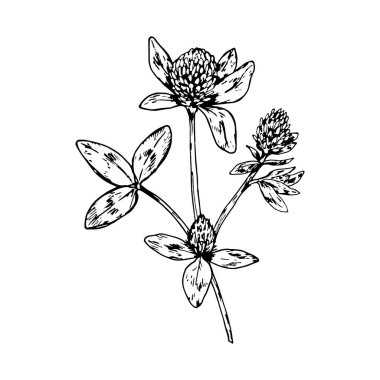 Çiçek başları ve üç yapraklı yonca başları ile el çizimi vektör çizimi bitkisel paketleme, eczacı etiketleri, eko baskılar ve Aziz Patrick Günü temaları için uygun botanik çizimi.