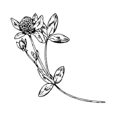 El çizimi yonca çizimi, çiçek, yaprak ve tomurcuklar detaylı çizgi çalışması, botanik baskılar, bitkisel ambalajlama, eko tasarımı ve doğal kozmetik etiketleri için mükemmel.