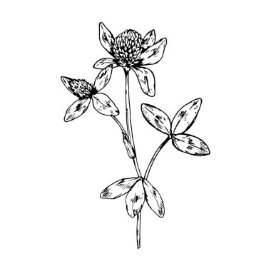 Çiçek başlıklı yoncanın el çizimi vektör çizimi ve zarif sapta üç yaprak, botanik baskılar, bitkisel ambalajlar, çay etiketleri, ekolojik markalar ve eczacı ürünleri için ideal..