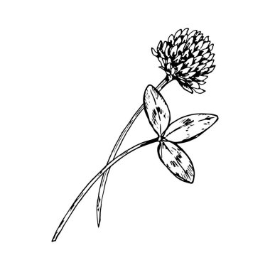 Yuvarlak çiçek başlıklı yonca filizinin el çizimi vektör çizimi, üç yapraklı yaprak ve ince gövde, bitkisel çay paketleri, ekolojik etiketler, eczacı markalaşması ve botanik çizimleri için uygun..