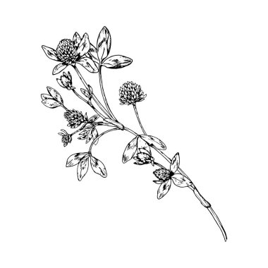Çoklu çiçek ve üç yapraklı yonca dalının vektör çizimi, ince botanik çizgisi sanatı, bitkisel çay paketleme, ekolojik markalaşma, eczacı etiketleri ve mevsimsel doğal tasarım için mükemmel..