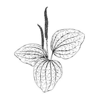 Kaburgalı oval yaprakları ve uzun sivri uçlu bitki örtüsü, detaylı botanik çizimi, doğal tıp için harika bitkisel çay etiketleri, eko baskıları ve eczacı tasarımı olan el yapımı bitki örtüsü örnekleri.