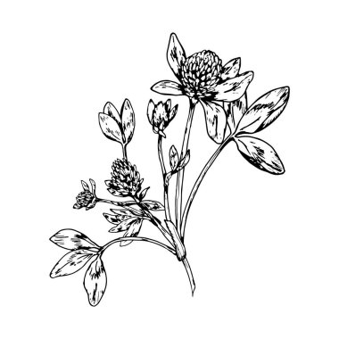 Çiçek başları ve detaylı yaprakları olan yonca bitkisinin siyah-beyaz çizimi. Geleneksel tıpta kullanılan otların el çizimi botanik çizimi.