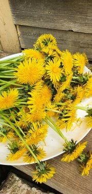 Açık havada beyaz tabakta yeni toplanmış karahindiba çiçekleri. Yaratıcı kullanım için hazırlanmış yabani sarı çiçekler, bahar kırsal hayatının sembolü, ekolojik projeler ve mevsimsel temalar için mükemmel. Yüksek kalite fotoğraf