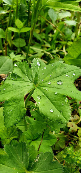 Лист алхемиллы с закругленной формой и зазубренными краями, покрытый прозрачными капельками дождя, сфотографирован крупным планом в саду, с изображением поверхностных вен и распределения воды. Высокое качество фото