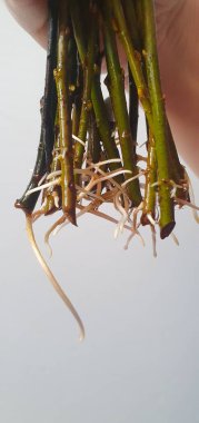 Bahçecilik ve bahçecilikte yayılma sürecinin bir parçası olarak kapalı alanda yakalanan, yeşil kökleri filizlenen taze beyaz kökleri olan taze bitki kesimlerine yakın çekim. Yüksek kalite fotoğraf