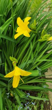 Arka planda yeşil yapraklar olan parlak sarı zambaklar, yaz neşesini, tazeliği ve canlılığı simgeliyor. Bahçe dekorasyonu, çiçek dekorasyonu ve botanik kavramları için mükemmel. Yüksek kalite fotoğraf
