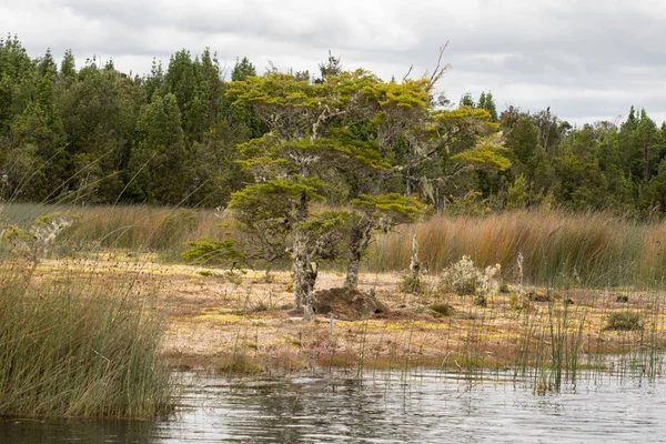 Kayın ağacı Coluco lagoon yakınındaki