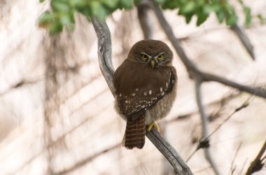 Bir dal üzerinde oturan austral cüce baykuş
