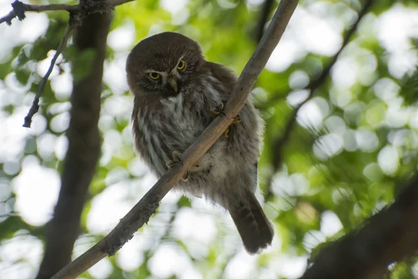 Austral Pygmy Owl Som Claws Håll Stadigt Grenen — Stockfoto