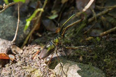 Yanakları kullanarak Darwin'in böceği