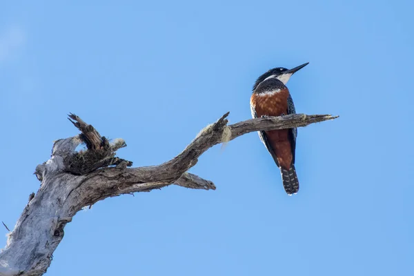 Kingfisher Som Sitter Gren Över Floden — Stockfoto