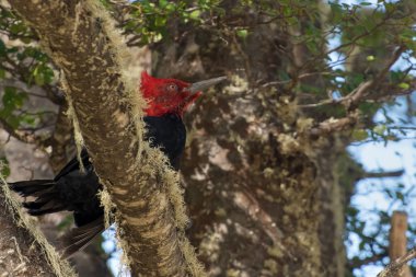 Magellan ağaçkakan bir dalda uçmaya hazırlanıyor