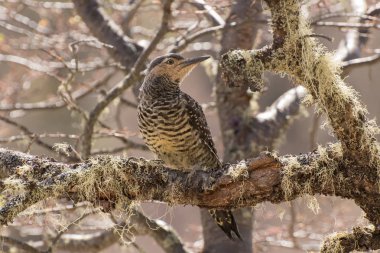 Şili nerede uçmak için seyir titreme