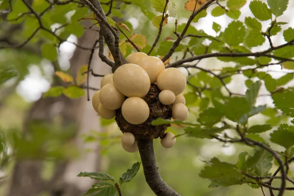 Mushroom formations growing on a tree branch