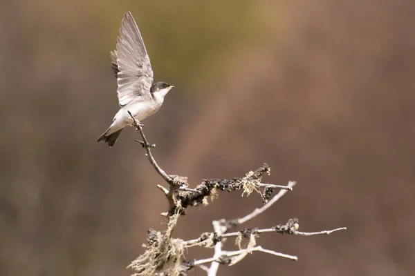 Avaler Assis Sur Une Branche Étire Les Ailes — Photo