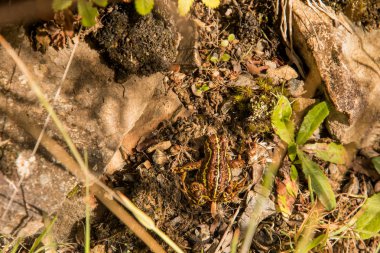 Güzel kahverengi ve sarı kurbağa Sendero Alta Vista yakınlarında.