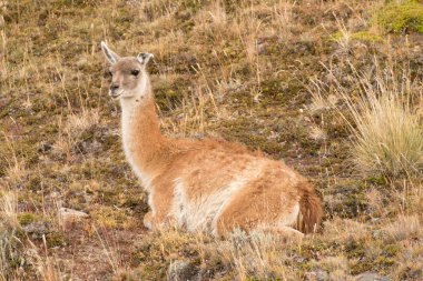 Vahşi vicuna çimenlerde dinlenme