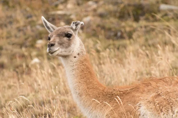Wild Vicuna Watches Passing Tourists — Stock Photo, Image