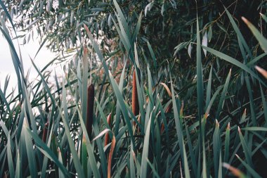 Relax Reed nehir sahil yeşil yaz