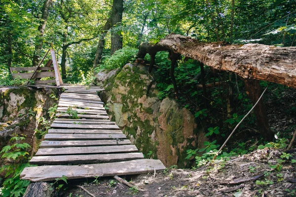 Hermoso puente de madera en el bosque a la luz del sol —  Fotos de Stock