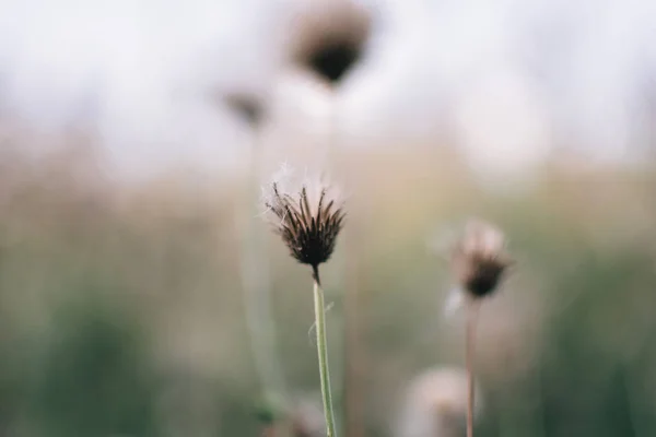 Dimmig morgon i skogen, abstrakta naturliga bakgrunder sommar örter grön — Stockfoto