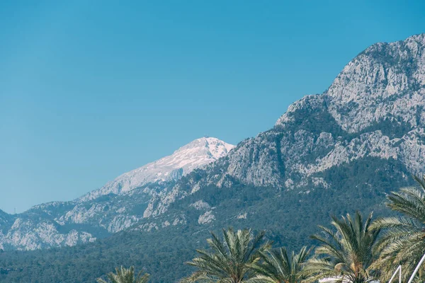 Horizontal landscape image of a snow capped mountain with a palm tree in the foreground