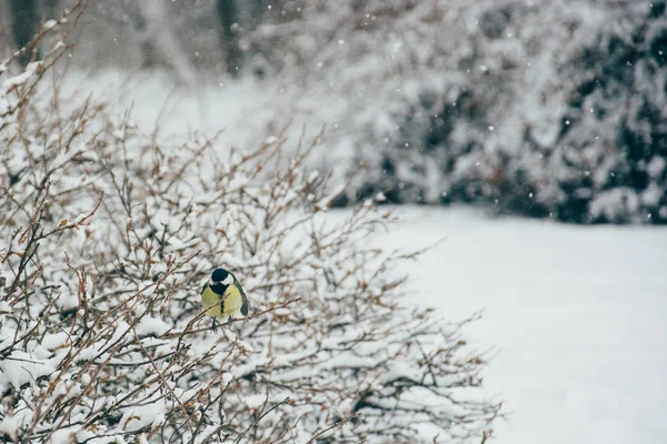 Büyük baştankara Parus major ince bir dal ucunu üzerine oturur, gagası karla kaplı.