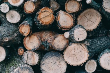 Tahta doğal kesim kütükleri desenli arkaplan, üst görünüm, düz yatış