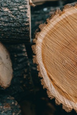 Tahta doğal kesim kütükleri desenli arkaplan, üst görünüm, düz yatış