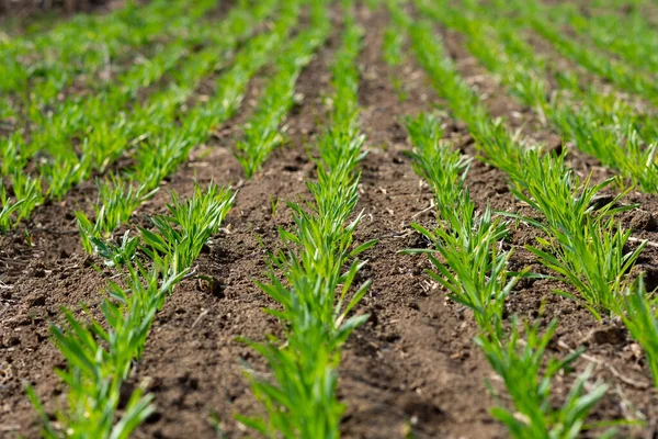 Zelené výhonky pšenice na poli — Stock fotografie