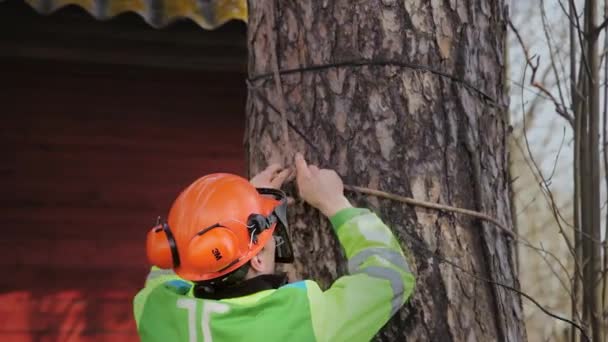 Arboriste plie une corde à un tronc d'arbre — Video