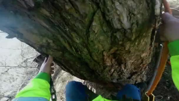 Арборист залезает на ствол дерева — стоковое видео