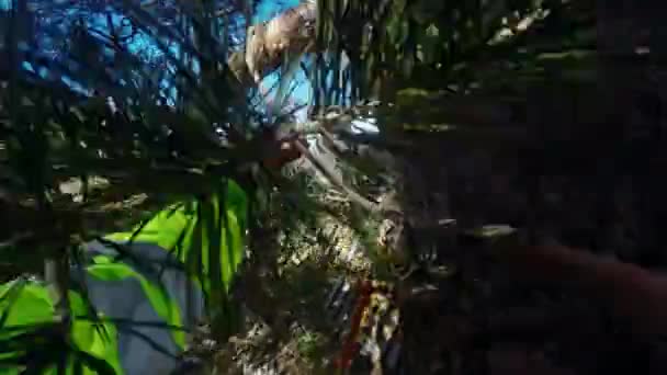 Arborist è assicurato quando si arrampica su un albero punto di vista — Video Stock