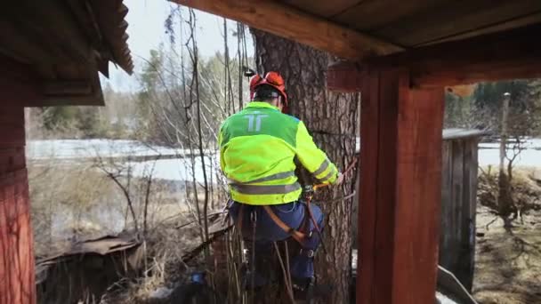 Arborist 올라 나무 줄기 — 비디오
