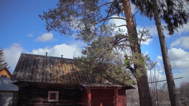 Arborista ha tagliato un nodo su un albero — Video Stock