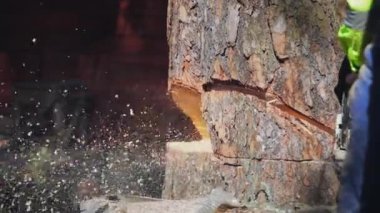 testere bir kama ağaç kesmek ve o düşüyor