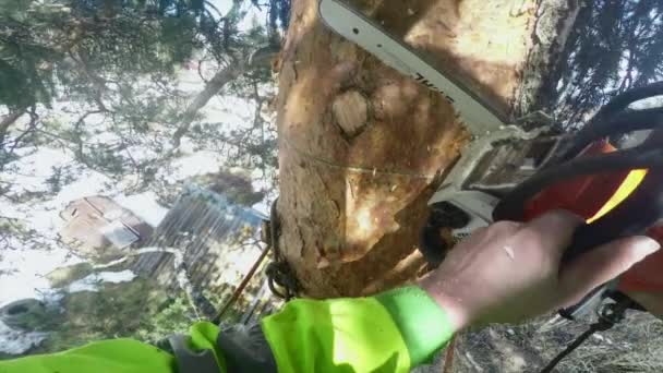 Arborista ha tagliato un nodo su un punto di vista di albero — Video Stock