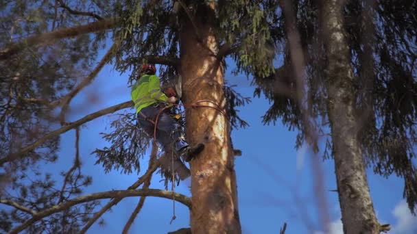 Oduncu bir ağaç gövdesi testere ile kesme — Stok video