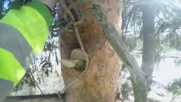 Favágó kiírása egy ág-ból egy fa pov — Stock videók
