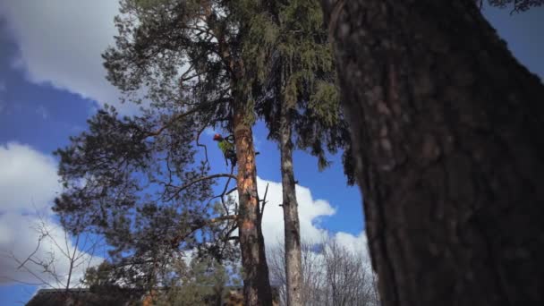Lumberjack serrar uma árvore — Vídeo de Stock