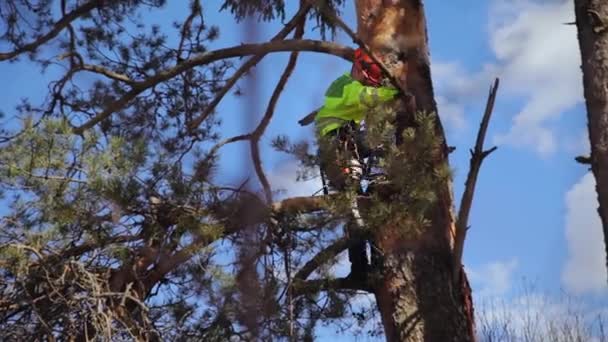 Mászó mászik egy fa — Stock videók
