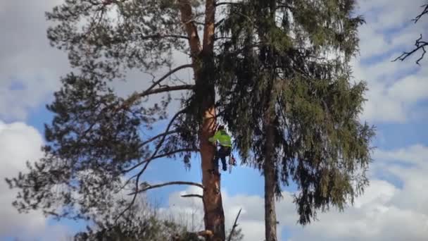 Klättrare klättrar ett träd — Stockvideo