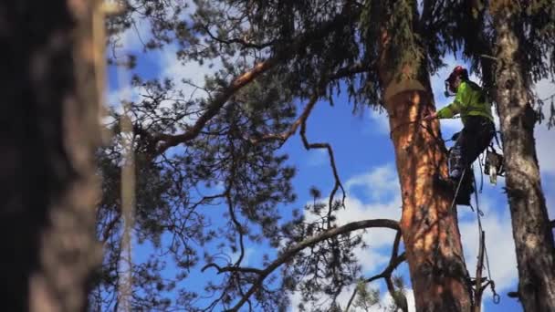 Арборист спускается с дерева — стоковое видео