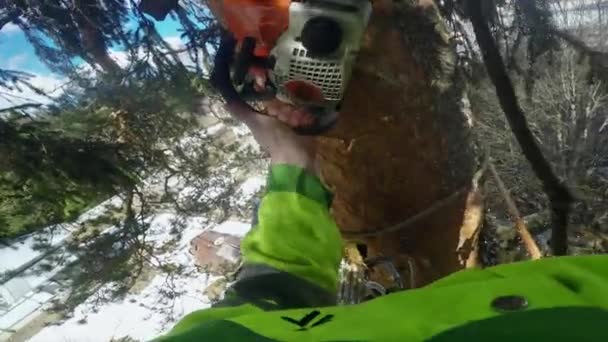 Arrampicatore Taglialegna segare un pezzo di tronco d'albero punto di vista — Video Stock