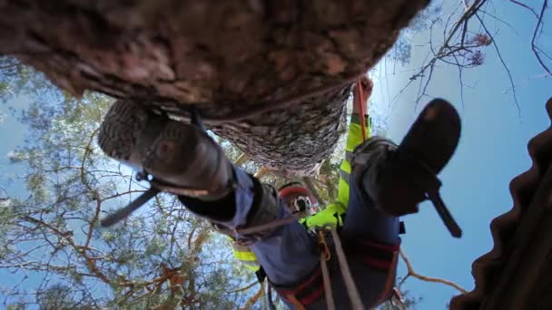 Arborista sube un tronco de árbol — Vídeos de Stock