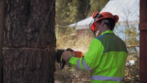 Holzfäller sägt Säbelkettensäge Baumstamm — Stockvideo