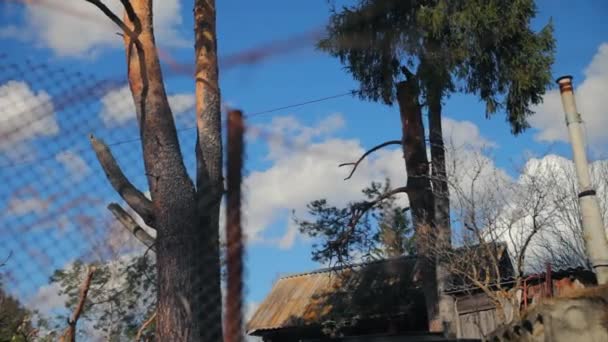 Egy kötéllel leesik egy fa törzse — Stock videók