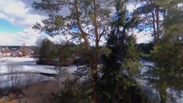 Три сосны на фоне замерзшего озера весной — стоковое видео