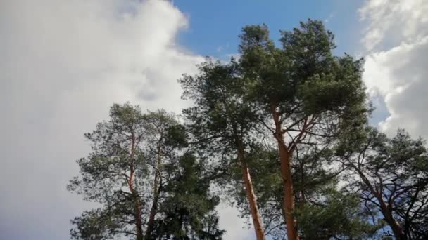 Pinhais contra o céu com nuvens — Vídeo de Stock